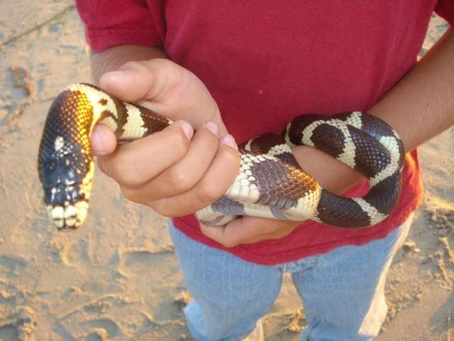 jamala wild caught 2