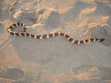 jamala wild caught 3