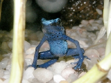 Female Dendrobates azureus