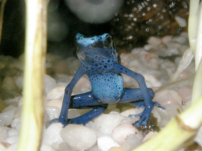 Female Dendrobates azureus