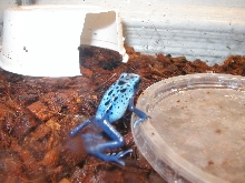Male Dendrobates azureus