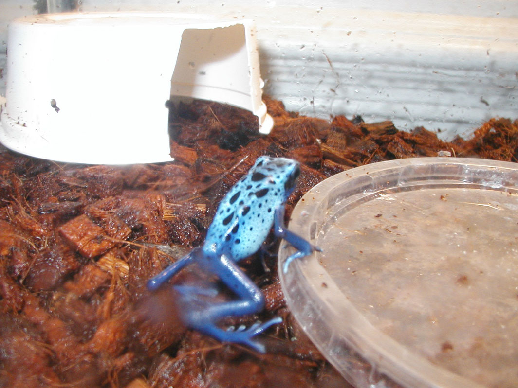 Male Dendrobates azureus