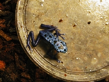 Male Dendrobates azureus