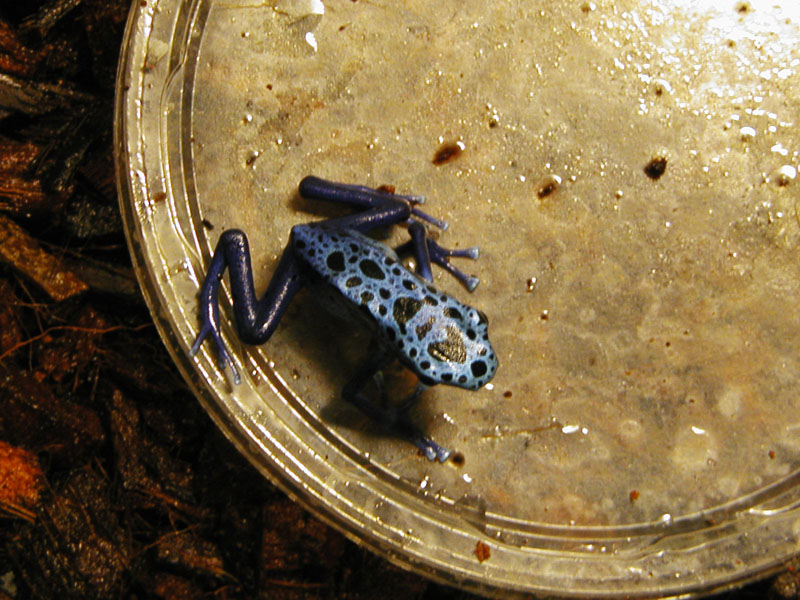 Male Dendrobates azureus