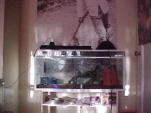 new cage