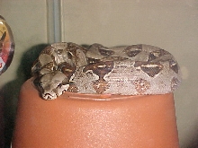 my boa
