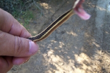 Ribbon Snake