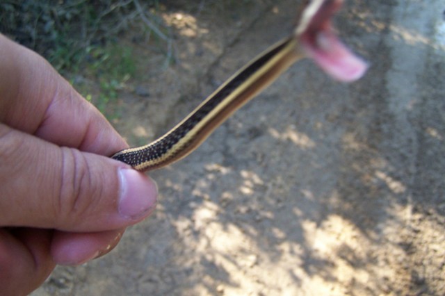 Ribbon Snake