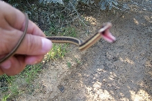 Ribbon Snake