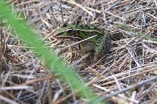 Southern Leopard Frog