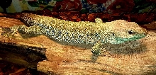 Timon lepidus