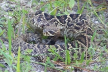 Eastern Diamondback Rattlesnake