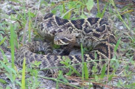 Eastern Diamondback Rattlesnake
