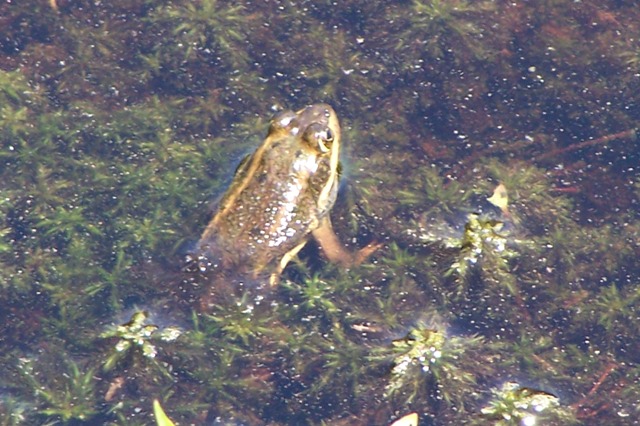 Carpenter Frog
