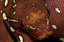 chondro