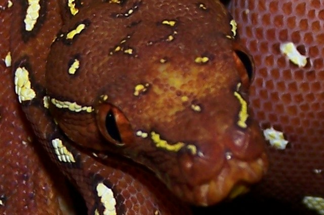chondro