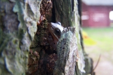 Delaware Green Treefrog
