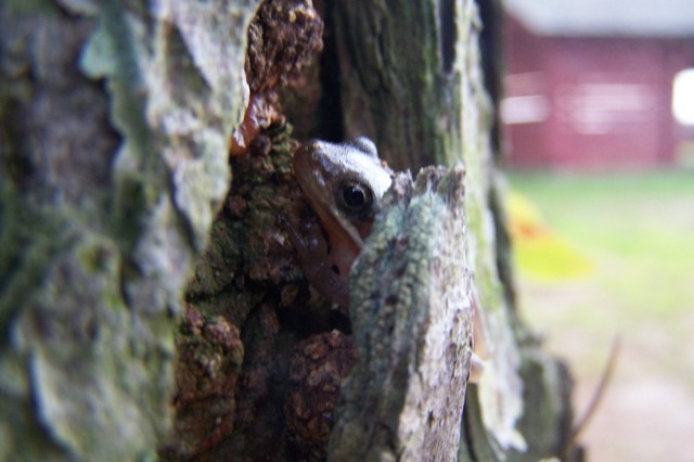 Delaware Green Treefrog