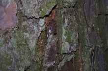 Delaware Green Treefrog