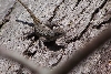 Northern Fence Lizard
