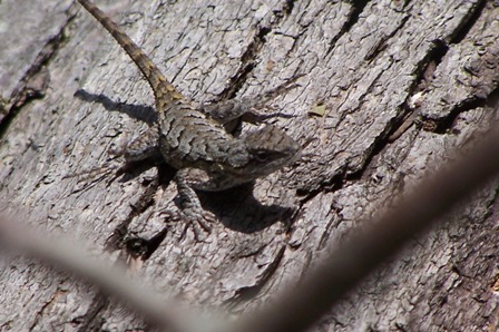 Northern Fence Lizard