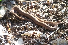 Red Bellied Snake