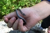 Northern Ringnecked Snake