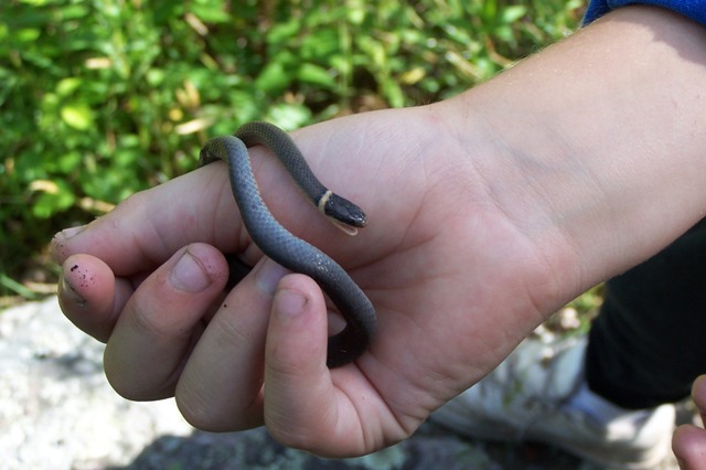 Northern Ringnecked Snake