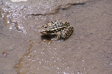 Pickeral Frog