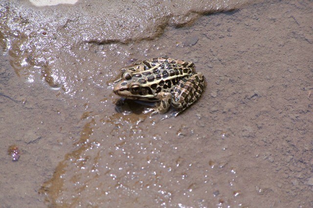 Pickeral Frog
