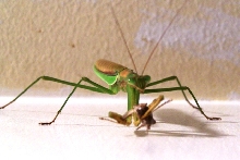 Praying Mantis