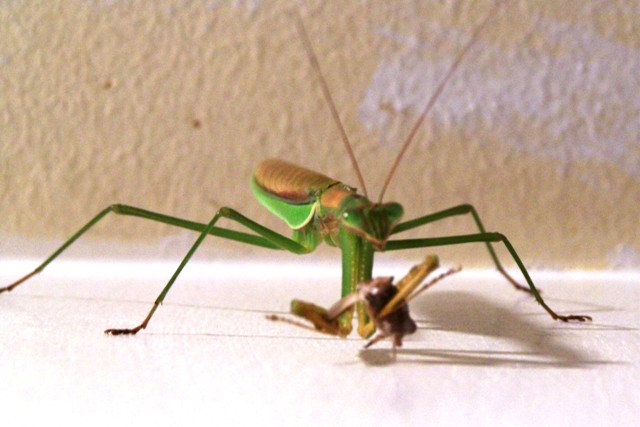 Praying Mantis