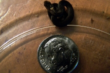 Red Bellied Snake Baby