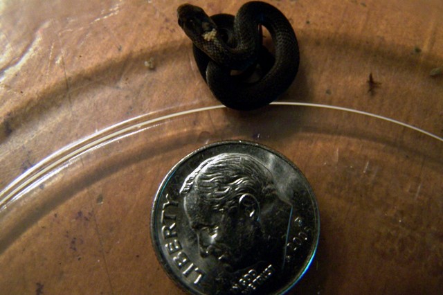 Red Bellied Snake Baby
