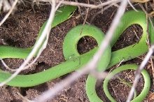 Smooth Green Snake