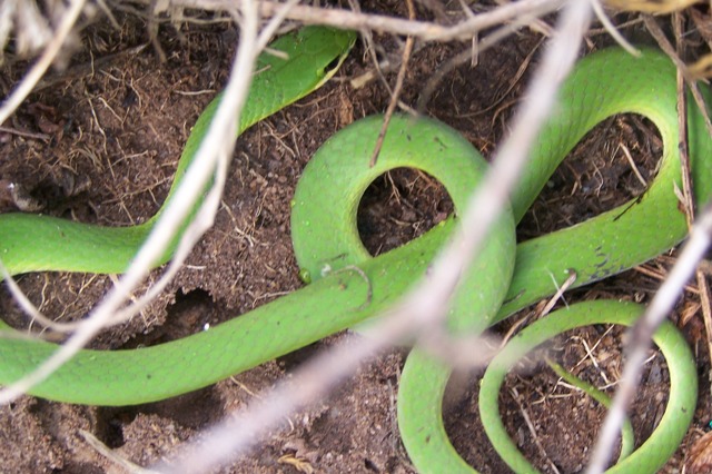 Smooth Green Snake