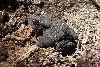 Toad