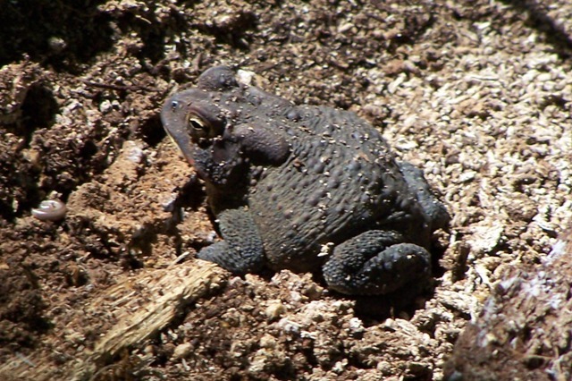 Toad