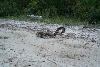 Eastern Diamondback