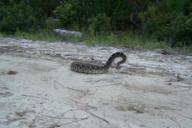 Eastern Diamondback