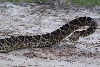 Diamondback