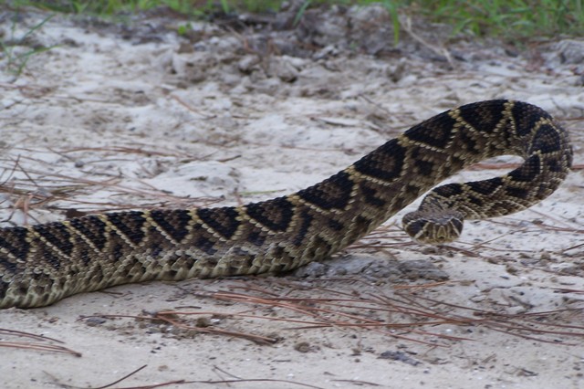 Diamondback