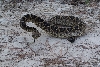Diamondback