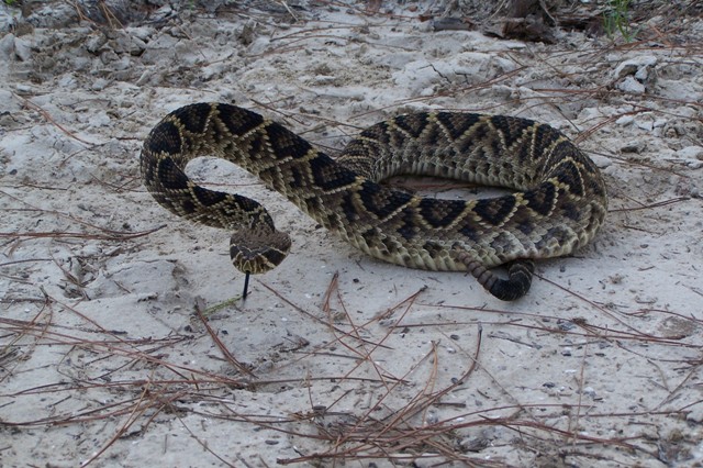 Diamondback