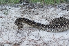 Diamondback