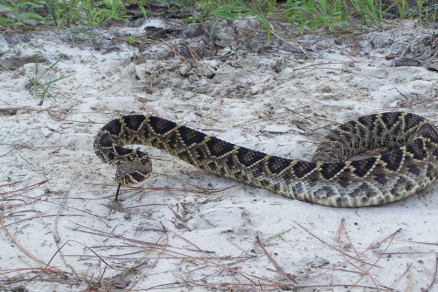 Diamondback
