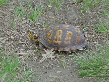Eastern Box Turtle
