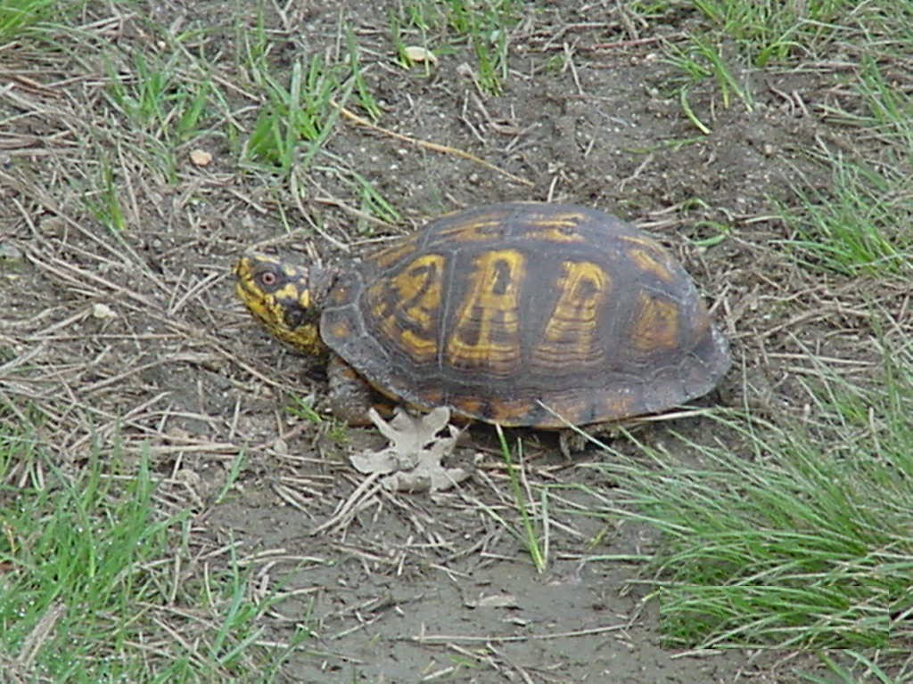 Eastern Box Turtle