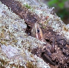 Five Lined Skink