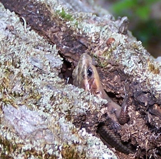 Five Lined Skink